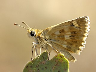 Anadolu Zpzp (Muschampia proteides)