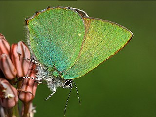 Zmrt (Callophrys rubi)