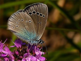 Karagz Mavisi (Glaucopsyche alexis)