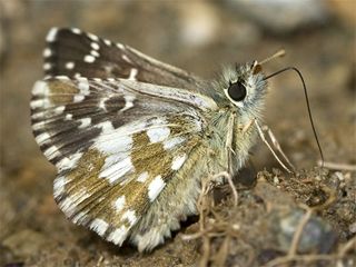 Byk Boz Zpzp (Pyrgus alveus)