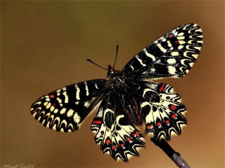 Gney Fistosu (Zerynthia polyxena)