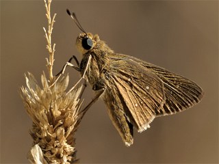 Beyaz illi Kara Zpzp (Pelopidas  thrax)