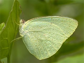 Afrika Gmeni (Catopsilia florella)