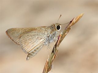 Nostrodamus (Gegenes nostrodamus )