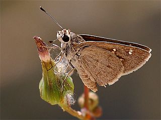 Alsides Zpzp (Eogenes alcides)