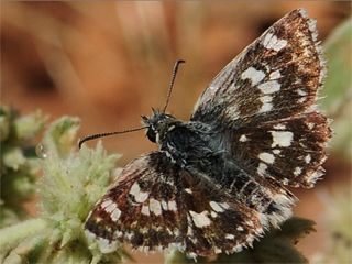 Pogge Zpzp (Muschampia poggei)