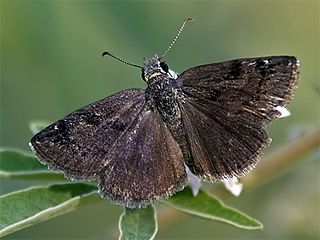 Kara Zpzp (Erynnis marloyi)