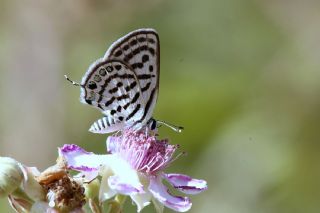 Balkan Kaplan�&nbsp;(Tarucus&nbsp;balkanicus)