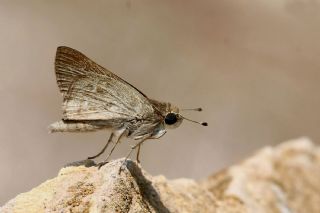 Nostrodamus&nbsp;(Gegenes&nbsp;nostrodamus )