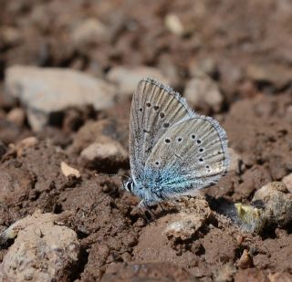 �okg�zl� G�zel Mavi&nbsp;(Polyommatus&nbsp;bellis)