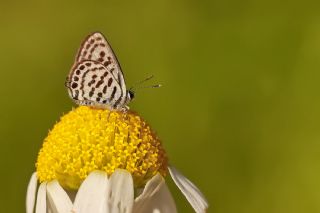 Balkan Kaplan�&nbsp;(Tarucus&nbsp;balkanicus)