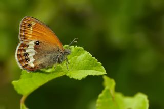 Funda Z�pz�p Perisi&nbsp;(Coenonympha&nbsp;arcania)