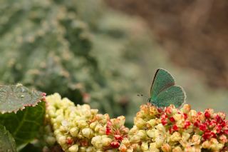 I�g�n Z�mr�t�, Minikz�mr�t&nbsp;(Callophrys&nbsp;mystaphia)