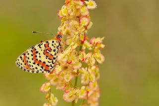 Benekli �parhan&nbsp;(Melitaea&nbsp;didyma)