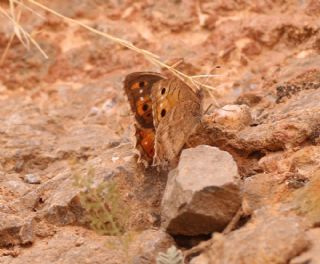 Osmanl� Yalanc�cad�s�&nbsp;(Pseudochazara&nbsp;mamurra)