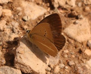 �okg�zl� L�bnan Esmeri&nbsp;(Polyommatus&nbsp;alcestis)