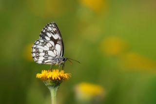 Orman Melikesi&nbsp;(Melanargia&nbsp;galathea)