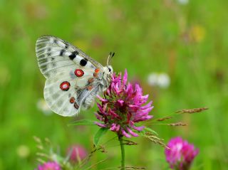 Apollo&nbsp;(Parnassius&nbsp;apollo)