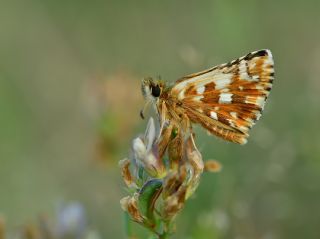 Be�parmakotu Z�pz�p�&nbsp;(Pyrgus&nbsp;carlinae)