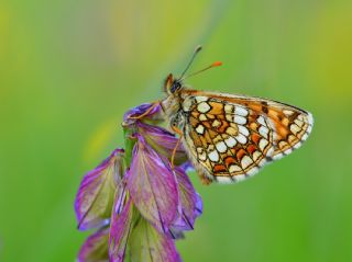 G�zel Amannisa&nbsp;(Mellicta &nbsp;aurelia)