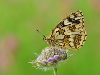 Orman Melikesi&nbsp;(Melanargia&nbsp;galathea)