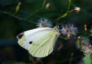 K���k Beyazmelek&nbsp;(Pieris&nbsp;rapae)