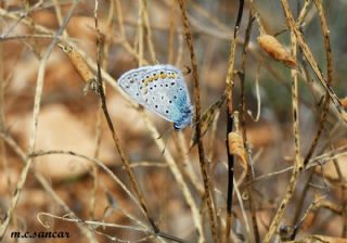 �okg�zl� Mavi&nbsp;(Polyommatus&nbsp;icarus)