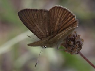 �okg�zl� L�bnan Esmeri&nbsp;(Polyommatus&nbsp;alcestis)
