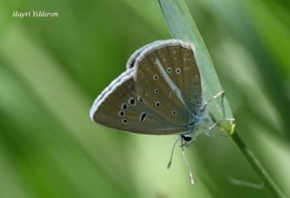 �okg�zl� Zap Mavisi&nbsp;(Polyommatus&nbsp;zapvadi)