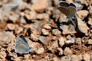 Anadolu Karag�z Mavisi&nbsp;(Glaucopsyche&nbsp;astraea)