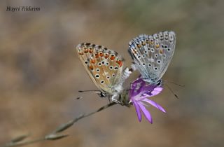 �okg�zl� G�k Mavisi&nbsp;(Polyommatus&nbsp;bellargus)